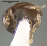 Image of Aglyptinus jamaicensis Peck 1972