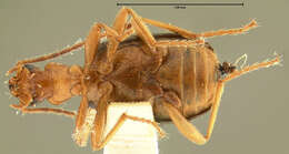 Image of Brachinus (Neobrachinus) cyanipennis Say 1823