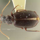 Image of Notagonum sinuum Darlington 1952