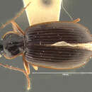 Image of Notagonum dentellum chimbu Darlington 1952