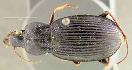 Image of Chlaenius (Epomis) loveridgei (Basilewsky 1951)