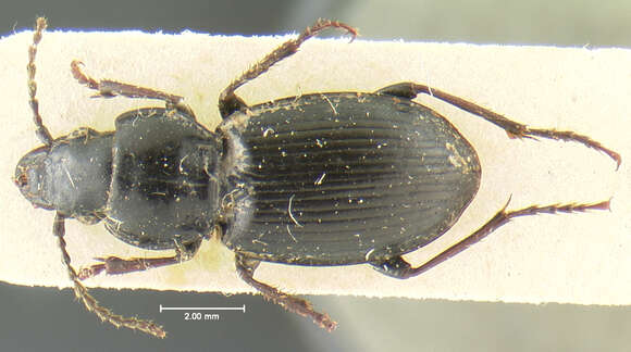 Image of Pterostichus (Neohaptoderus) comorus Jedlicka 1932