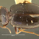 Image of Arhytinus medius Darlington 1952