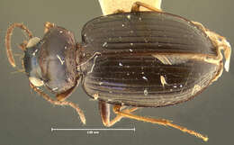 Image of Arhytinus medius Darlington 1952