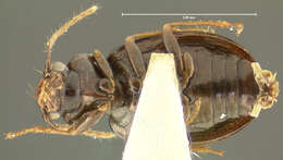 Image of Arhytinus granum Darlington 1952