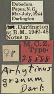 Image of Arhytinus granum Darlington 1952