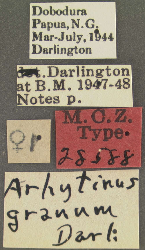 Image of Arhytinus granum Darlington 1952