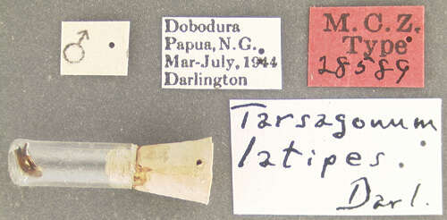 Image of Tarsagonum latipes Darlington 1952