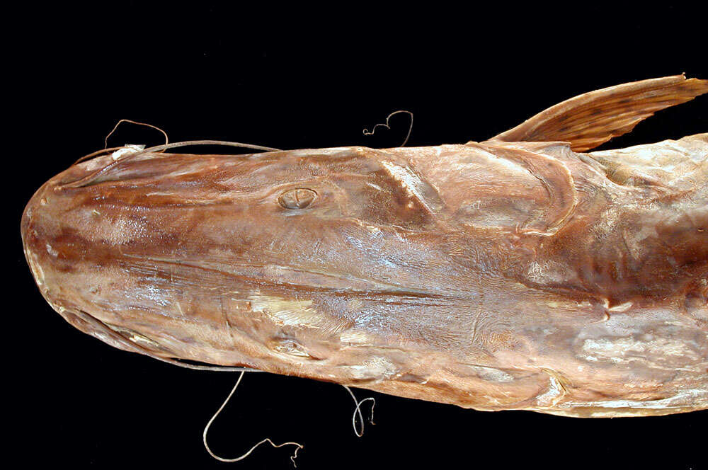 Pseudoplatystoma reticulatum Eigenmann & Eigenmann 1889 resmi