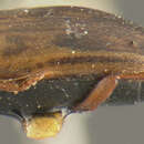 Image of Stictotarsus coelamboides (Fall 1923)