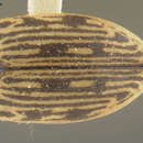 Image of Stictotarsus griseostriatus (De Geer 1774)