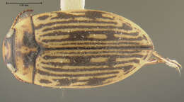 Image of Stictotarsus griseostriatus (De Geer 1774)