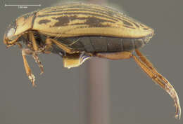 Image of Stictotarsus griseostriatus (De Geer 1774)