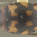 Image of Stictotarsus deceptus (Fall 1932)