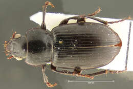 Amara (Curtonotus) deparca (Say 1830) resmi