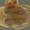 Image of Stictotarsus panaminti (Fall 1923)