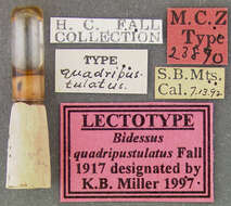 Image of Neoclypeodytes quadripustulatus (Fall 1917)