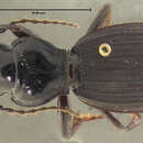 Image of Castelnaudia mixta (Darlington 1962)