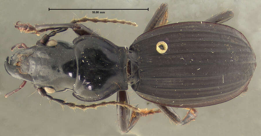 Image of Castelnaudia mixta (Darlington 1962)