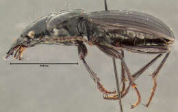 Image of Castelnaudia mixta (Darlington 1962)