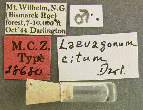 Plancia ëd Laevagonum citum Darlington 1952