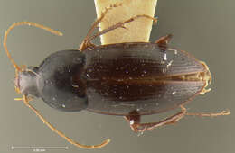 Слика од Laevagonum cistelum Darlington 1952