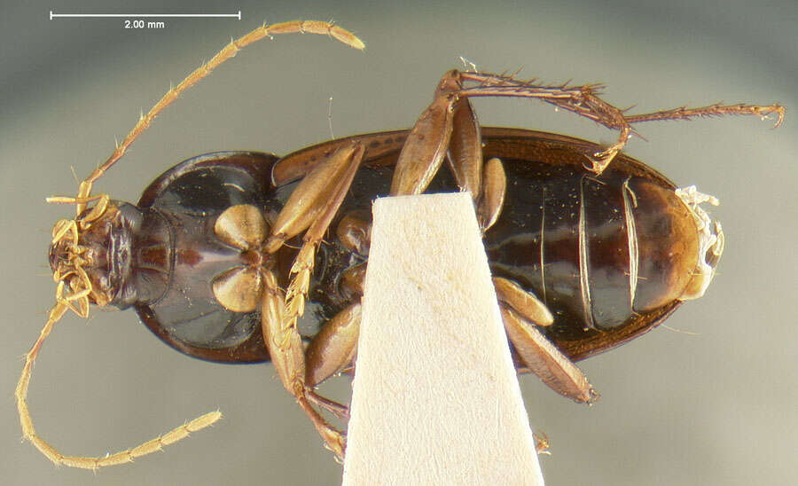 Слика од Laevagonum cistelum Darlington 1952