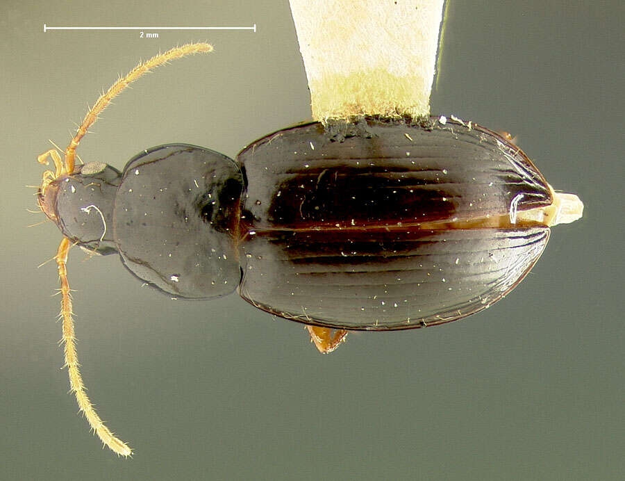 Слика од Laevagonum subcistelum Darlington 1952