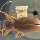 Image of Nebriagonum arboreum Darlington 1952