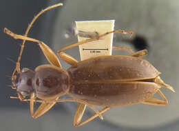 Image of Nebriagonum arboreum Darlington 1952