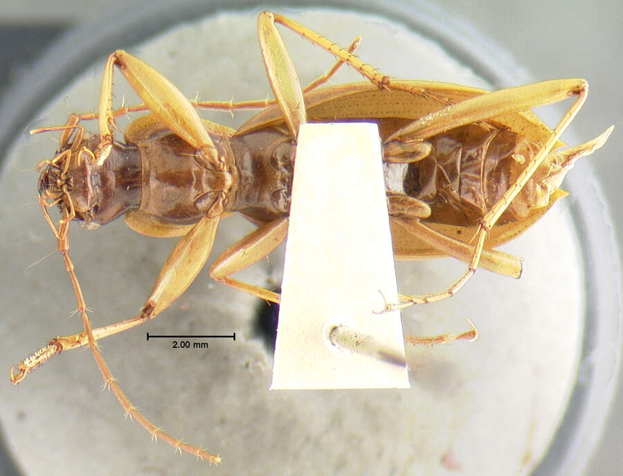 Image of Nebriagonum arboreum Darlington 1952