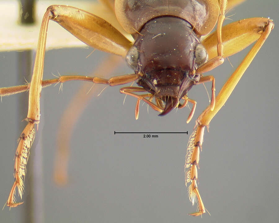 Image of Nebriagonum arboreum Darlington 1952