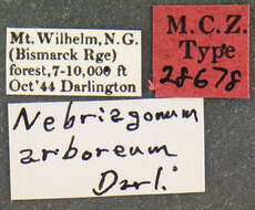 Image of Nebriagonum arboreum Darlington 1952