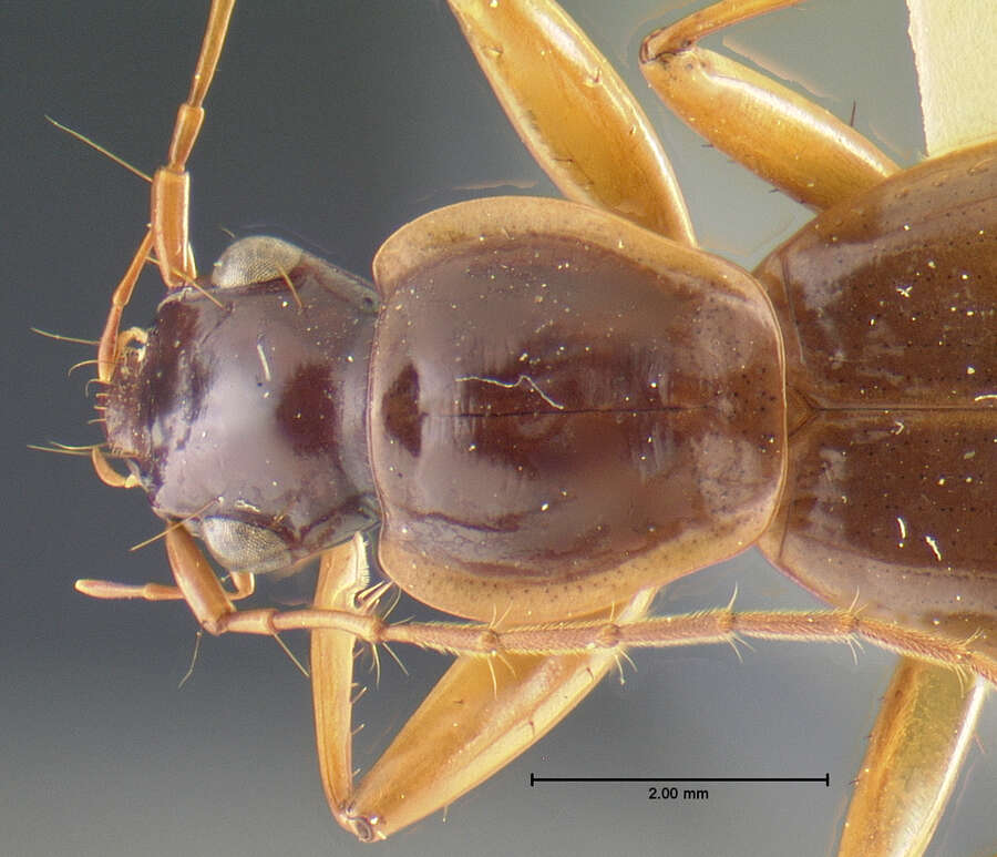 Image of Nebriagonum arboreum Darlington 1952