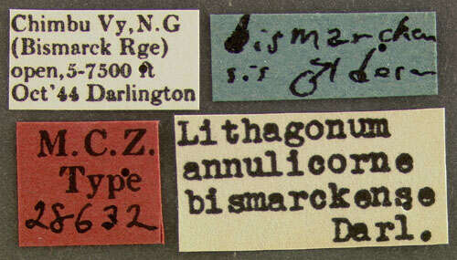 Image of Lithagonum annulicorne bismarckense Darlington 1952
