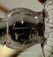 Image of Lithagonum annulicorne bismarckense Darlington 1952