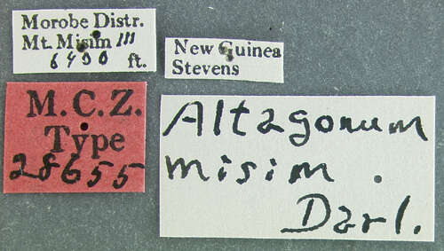 Image of Altagonum misim Darlington 1952