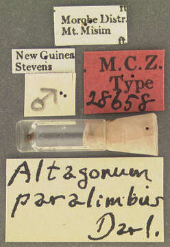 Image of Altagonum paralimbus Darlington 1952