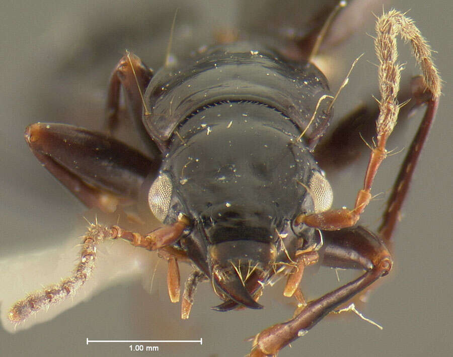 Image of Nebriagonum cephalum Darlington 1952