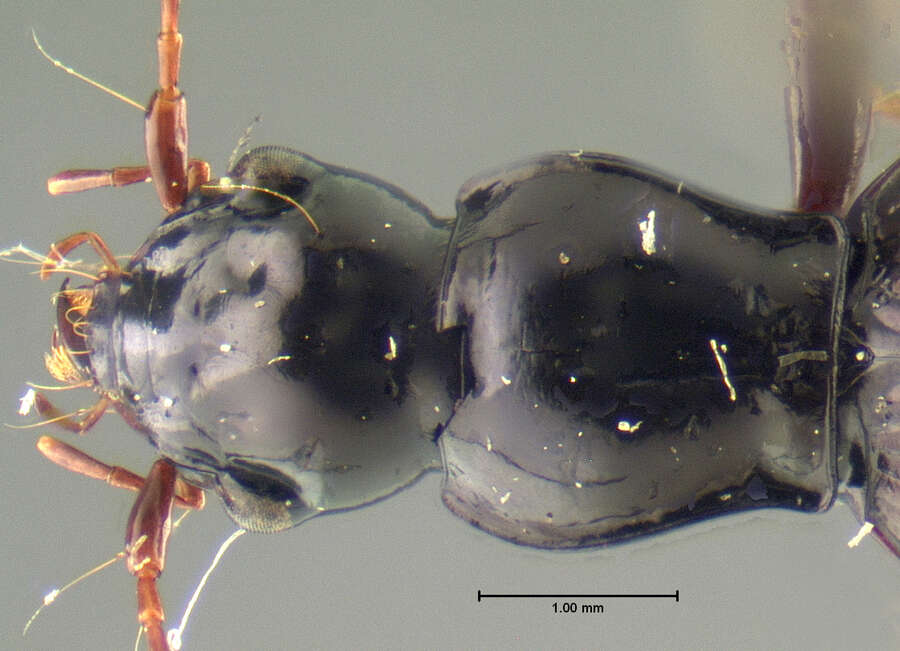 Image of Nebriagonum percephalum Darlington 1952