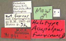 Image of Anthracus furvinus (Darlington 1968)