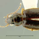 Image of Acupalpus (Stenolophidius) papua Darlington 1968