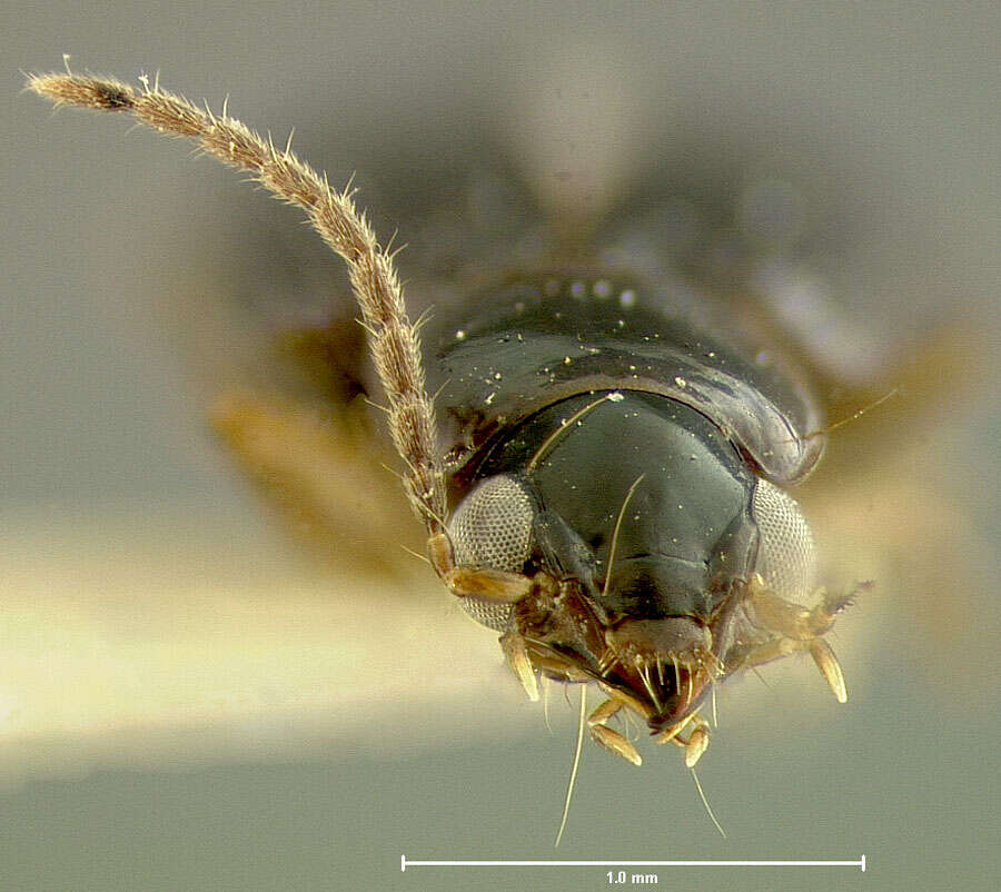 Image of Acupalpus (Stenolophidius) papua Darlington 1968