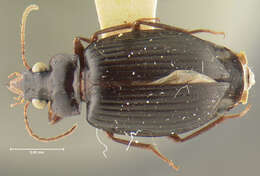 Image of Coptodera (Coptoderina) grossa Darlington 1968