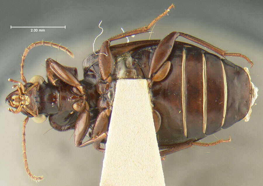 Image of Coptodera (Coptoderina) grossa Darlington 1968