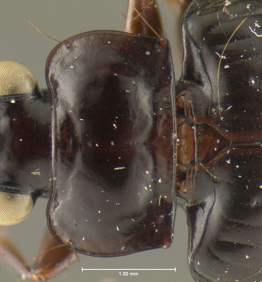 Image of Coptodera (Coptoderina) grossa Darlington 1968