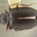 Image of Dolichoctis (Spinidolichoctis) dentata Darlington 1968