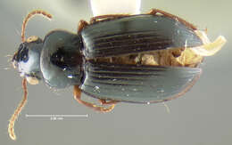 Image of Trichotichnus (Bottchrus) semimas Darlington 1968