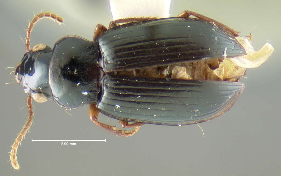 Image of Trichotichnus (Bottchrus) semimas Darlington 1968