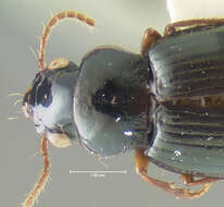 Image of Trichotichnus (Bottchrus) semimas Darlington 1968